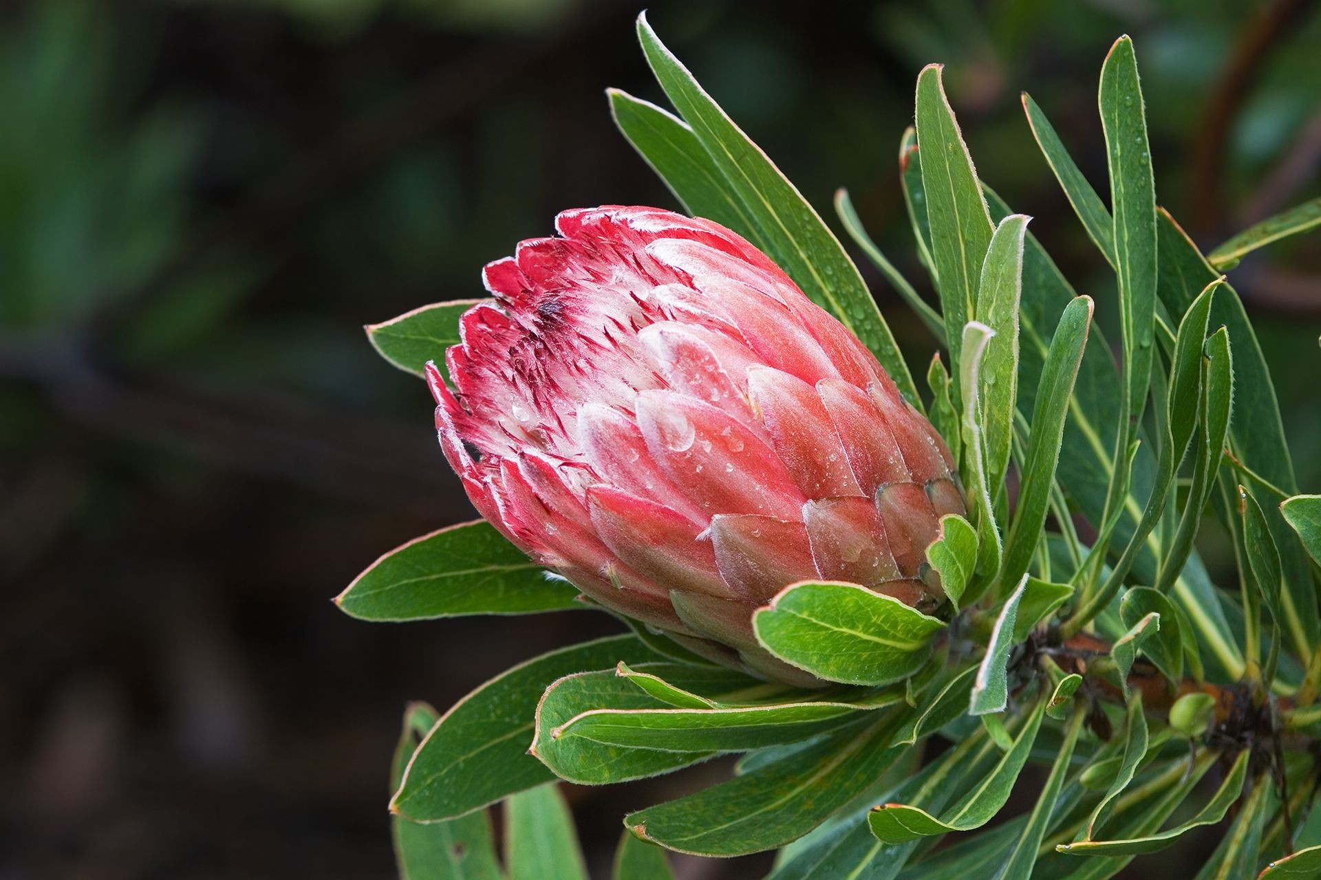 Protea