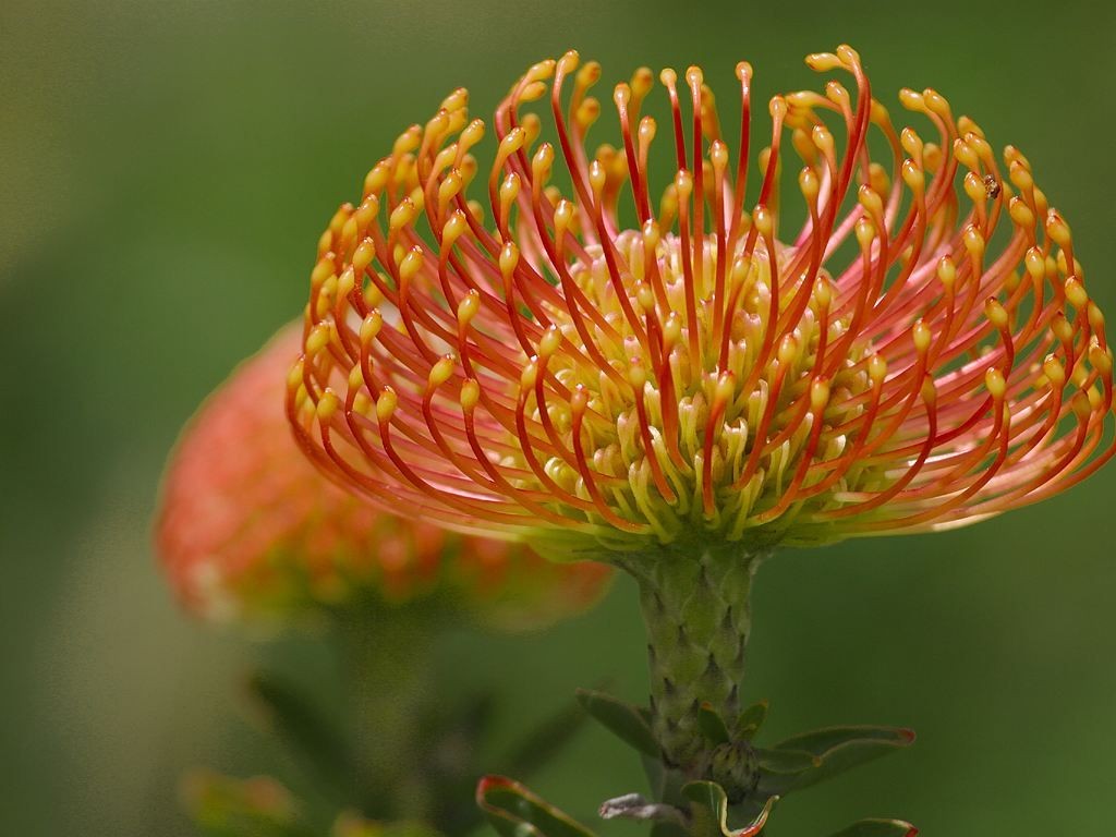 Leucospermum