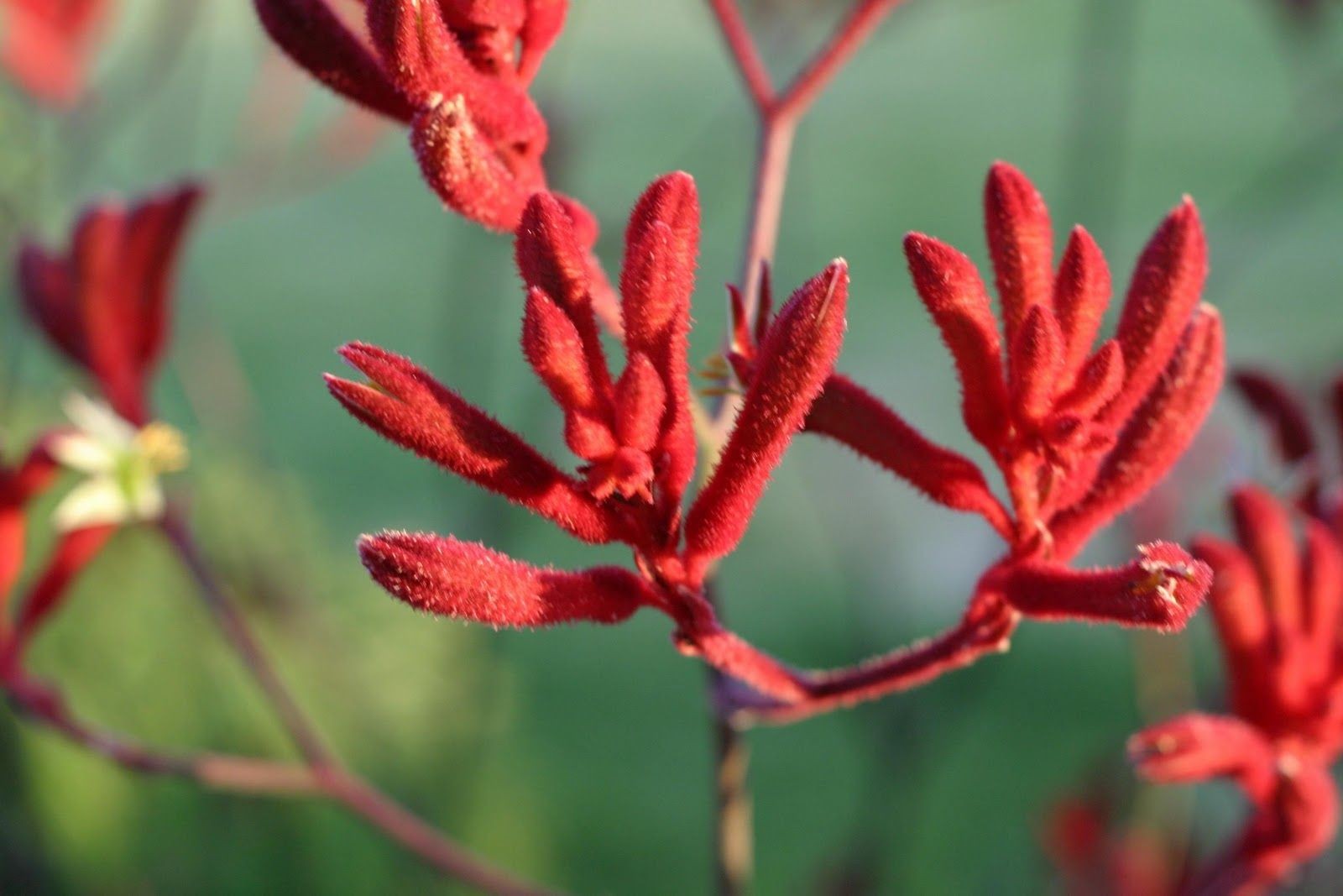 Anigozanthos